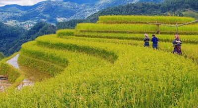 Sapa