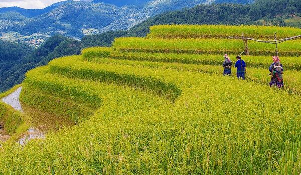 Sapa