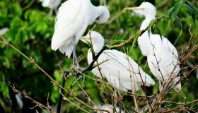 Capture the vibrant birdlife of Can Tho’s eco-tourism gem