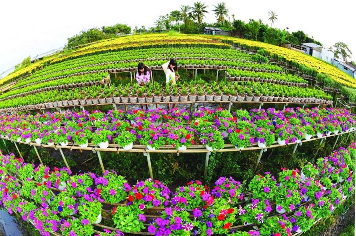 Capture the serene beauty of Dong Thap’s Mekong Delta gem