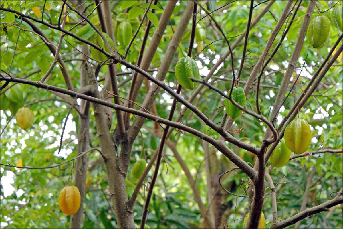 Experience Vinh Long Tours with sustainable adventures
