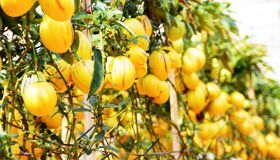 Dive into the vibrant flavors of Da Lat Travel