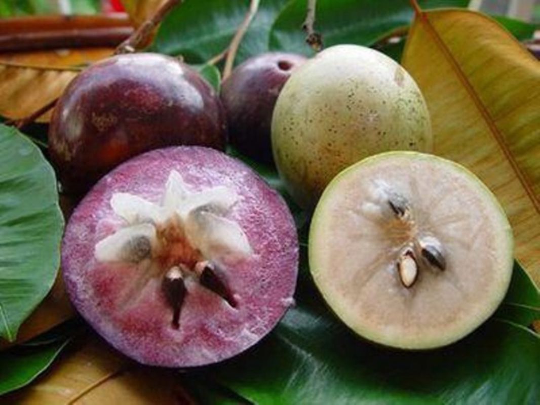 Lo Ren Star Apples