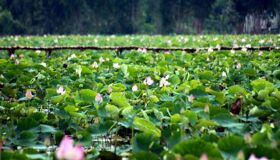 Dive into the natural charm of Long An Travel