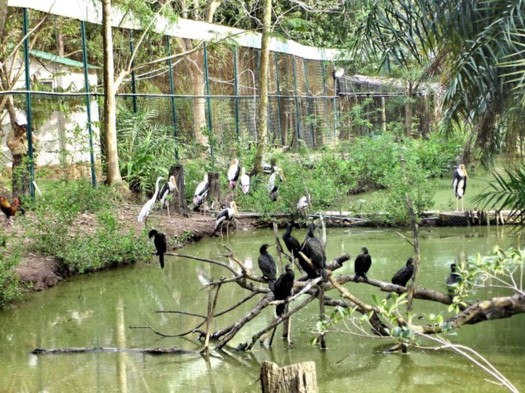 Dive into the sustainable charm of Ca Mau Travel