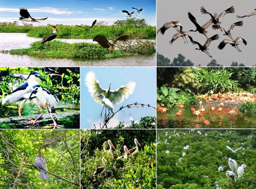Learn Ben Tre’s ecological heritage with expert insights