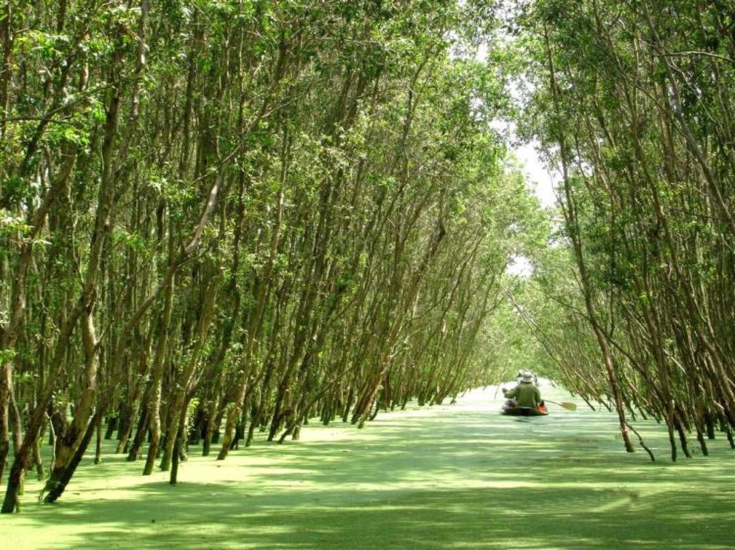 Dive into the vibrant biodiversity of Hau Giang Travel