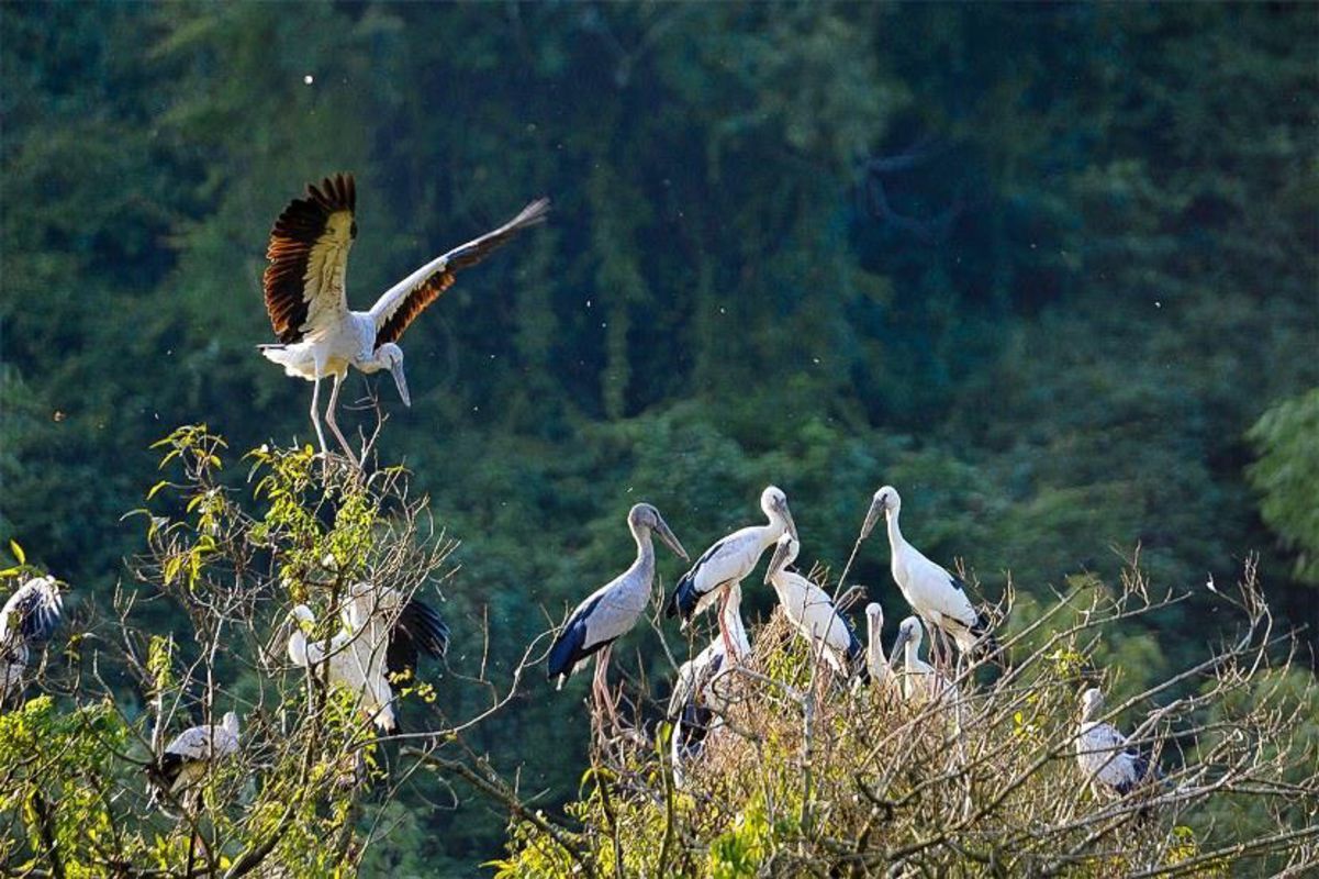Thung Nham Bird Park - Capture the sustainable charm of Ninh Binh’s ecotourism