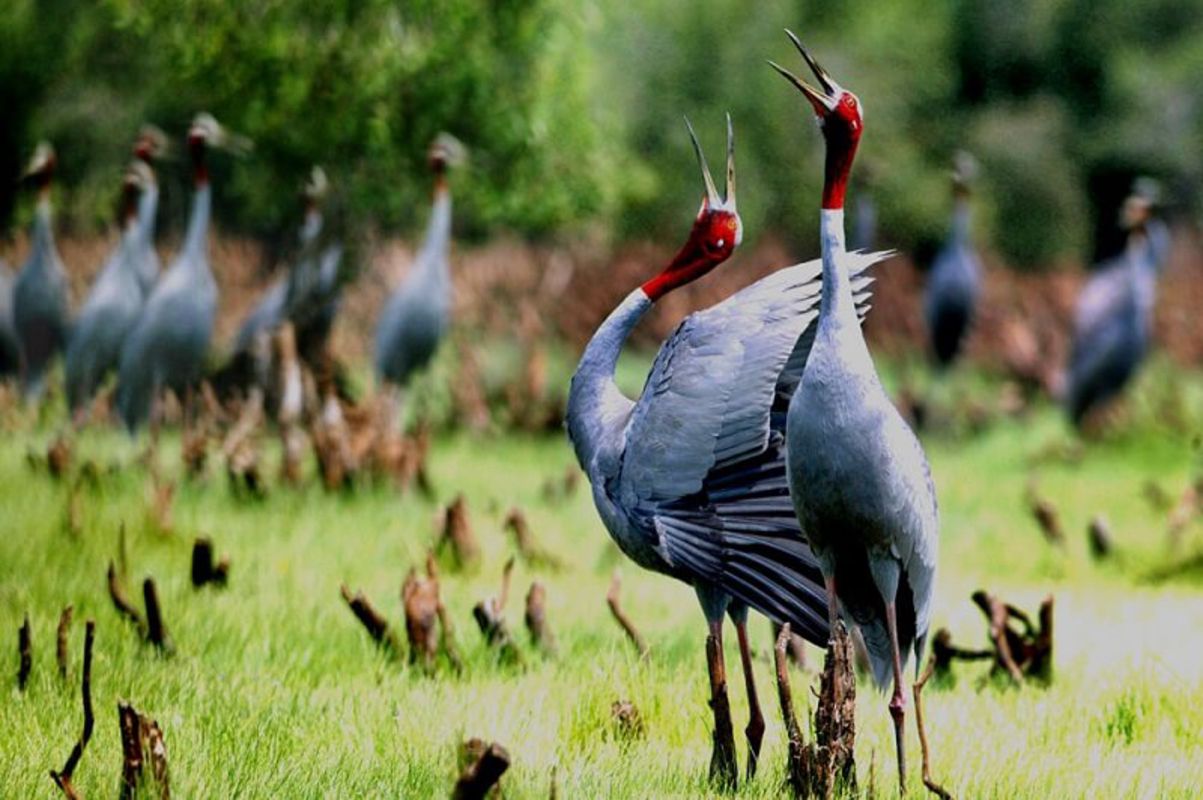 “Tràm Chim” National Park - An area of a variety of birds - Begin your Dong Thap Tours with a scenic adventure