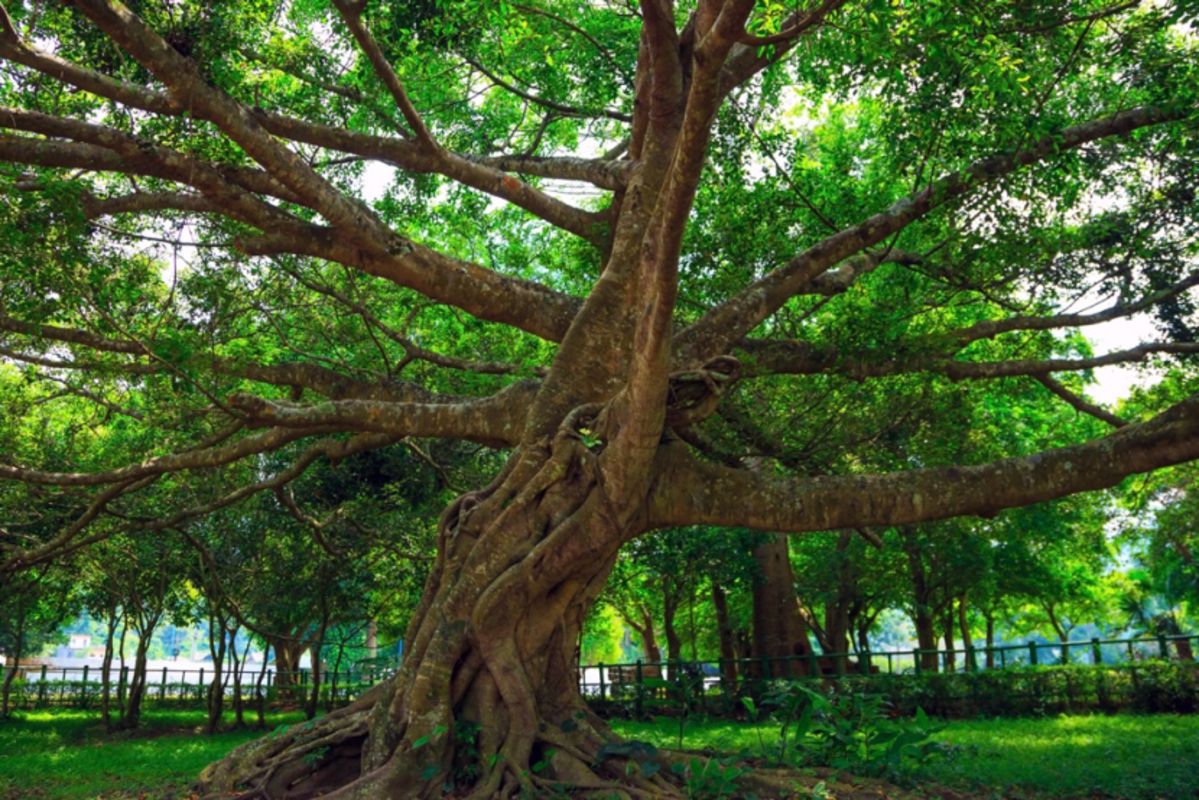 Photograph the vibrant heritage of Ninh Binh’s sanctuary