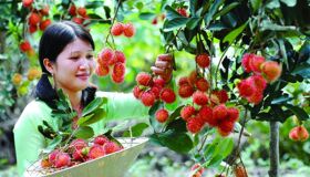 Ben Tre Region - Fruits Garden
