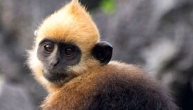 Dive into the wild charm of Cat Ba Travel