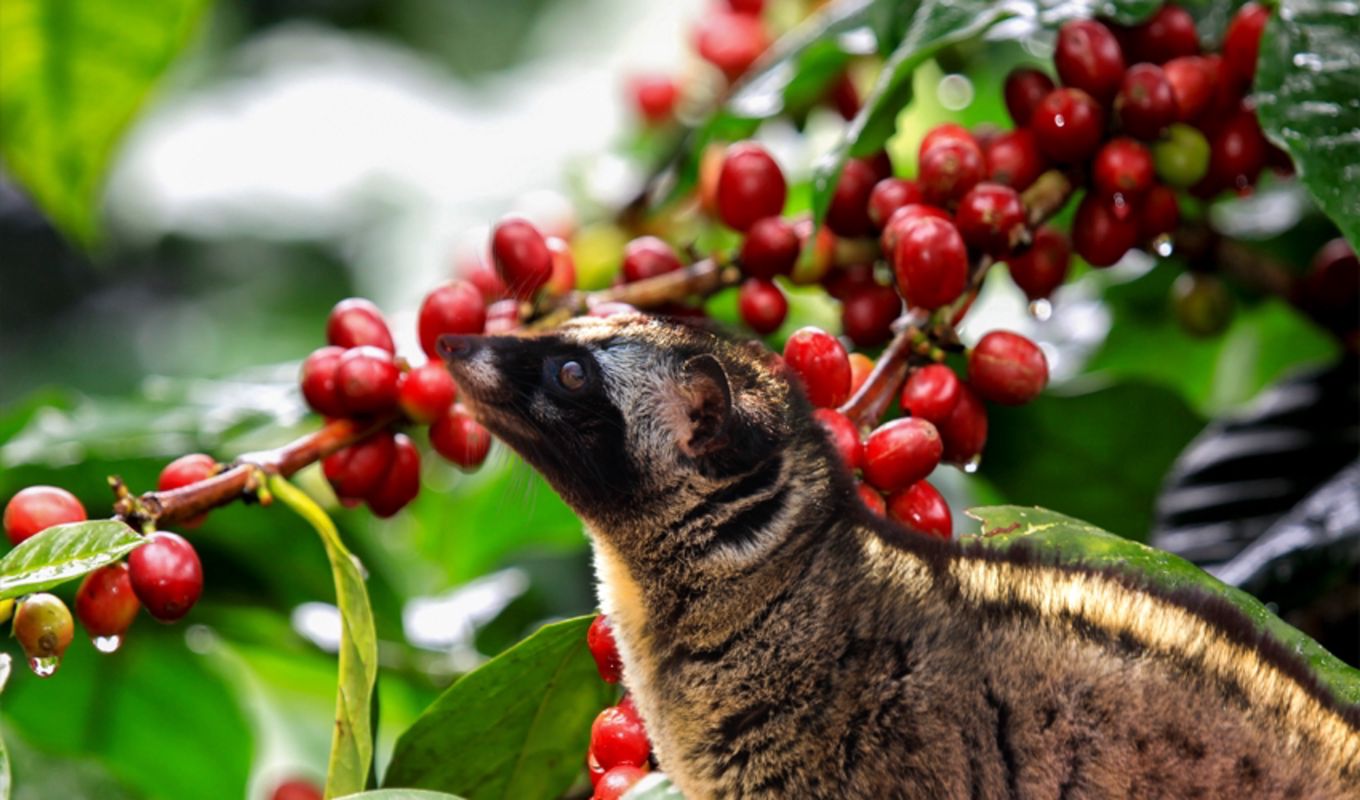 Dive into the smooth flavors of Da Lat Travel