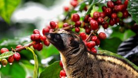 Dive into the smooth flavors of Da Lat Travel