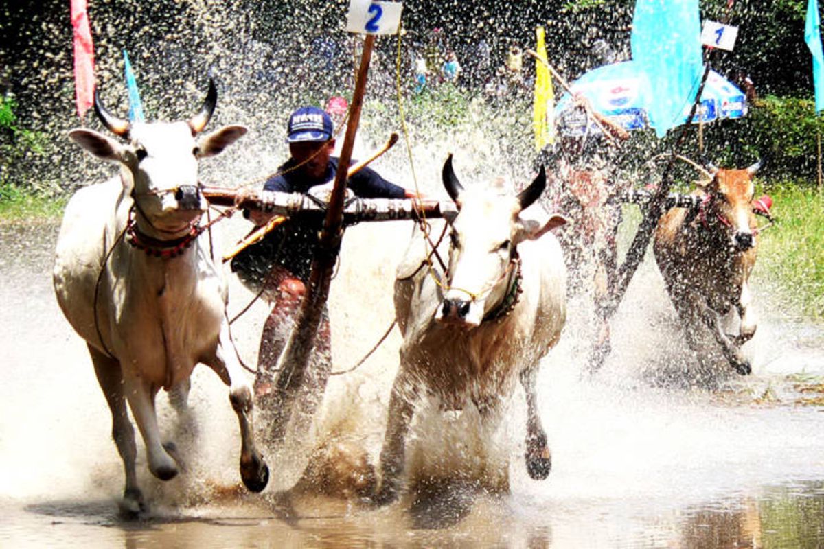 Capture the high-energy excitement of An Giang’s cultural gem