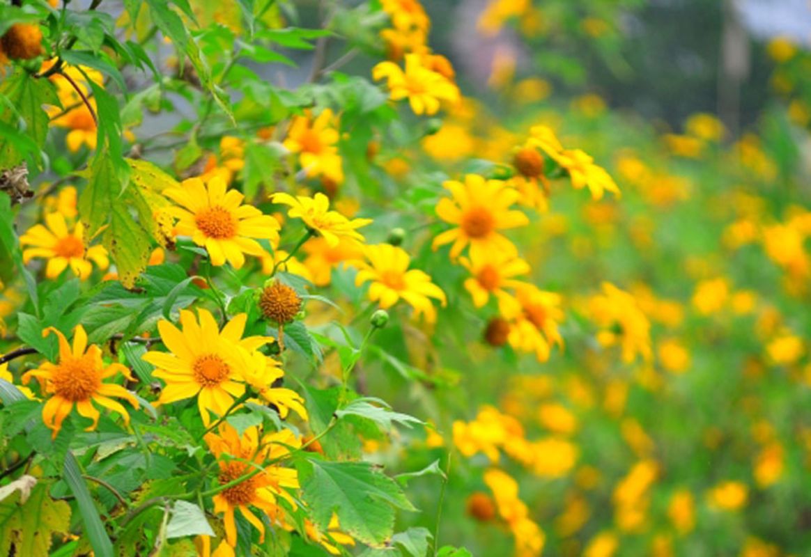 Capture the vibrant essence of Hanoi’s floral gem