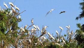 Dive into the serene charm of Ca Mau Travel