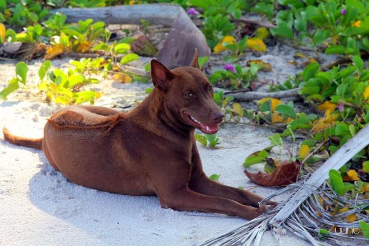 Dive into the unique charm of Phu Quoc Travel