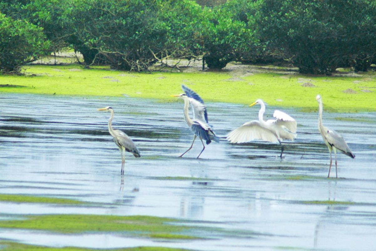 Begin your Ninh Binh Tours with a scenic adventure