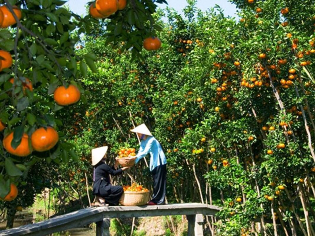 Dive into the vibrant charm of Tien Giang Travel