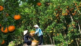 Dive into the vibrant charm of Tien Giang Travel