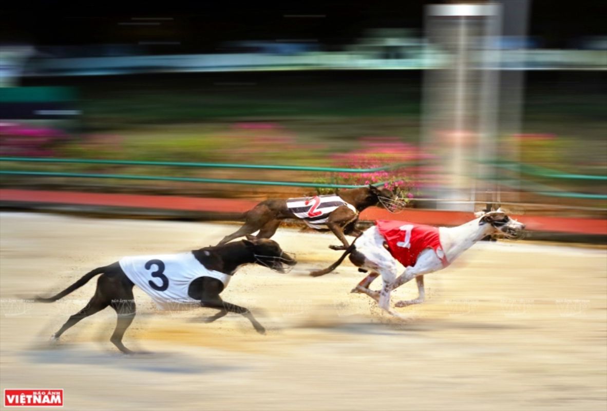Dog Racing at Lam Son Stadium Vung Tau Ward