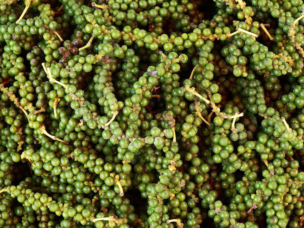 Capture the spicy essence of Phu Quoc’s agricultural gem