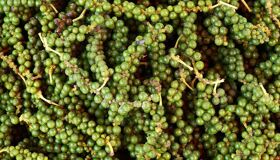 Capture the spicy essence of Phu Quoc’s agricultural gem