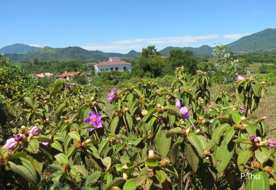 Capture the vibrant allure of Hanoi’s eco-paradise