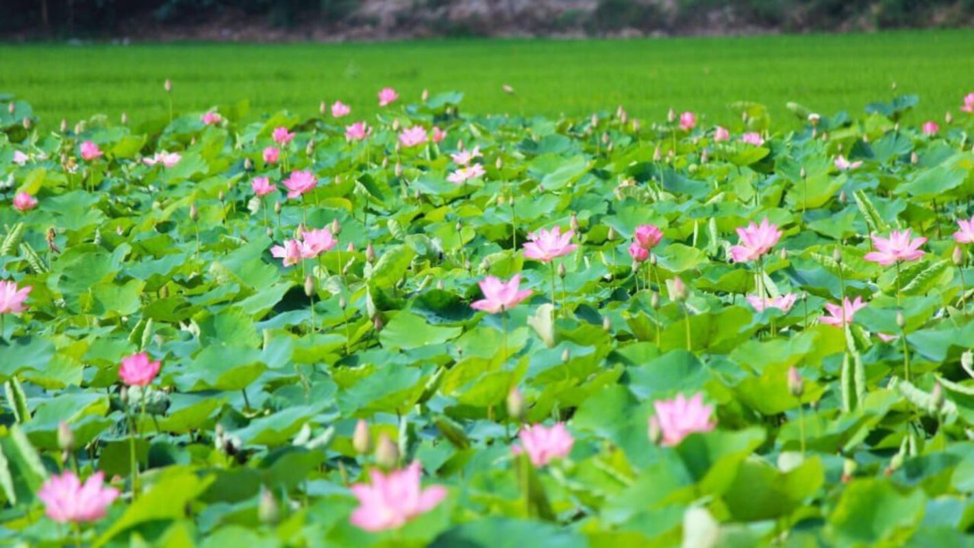 Experience Dong Thap Tours with sustainable adventures