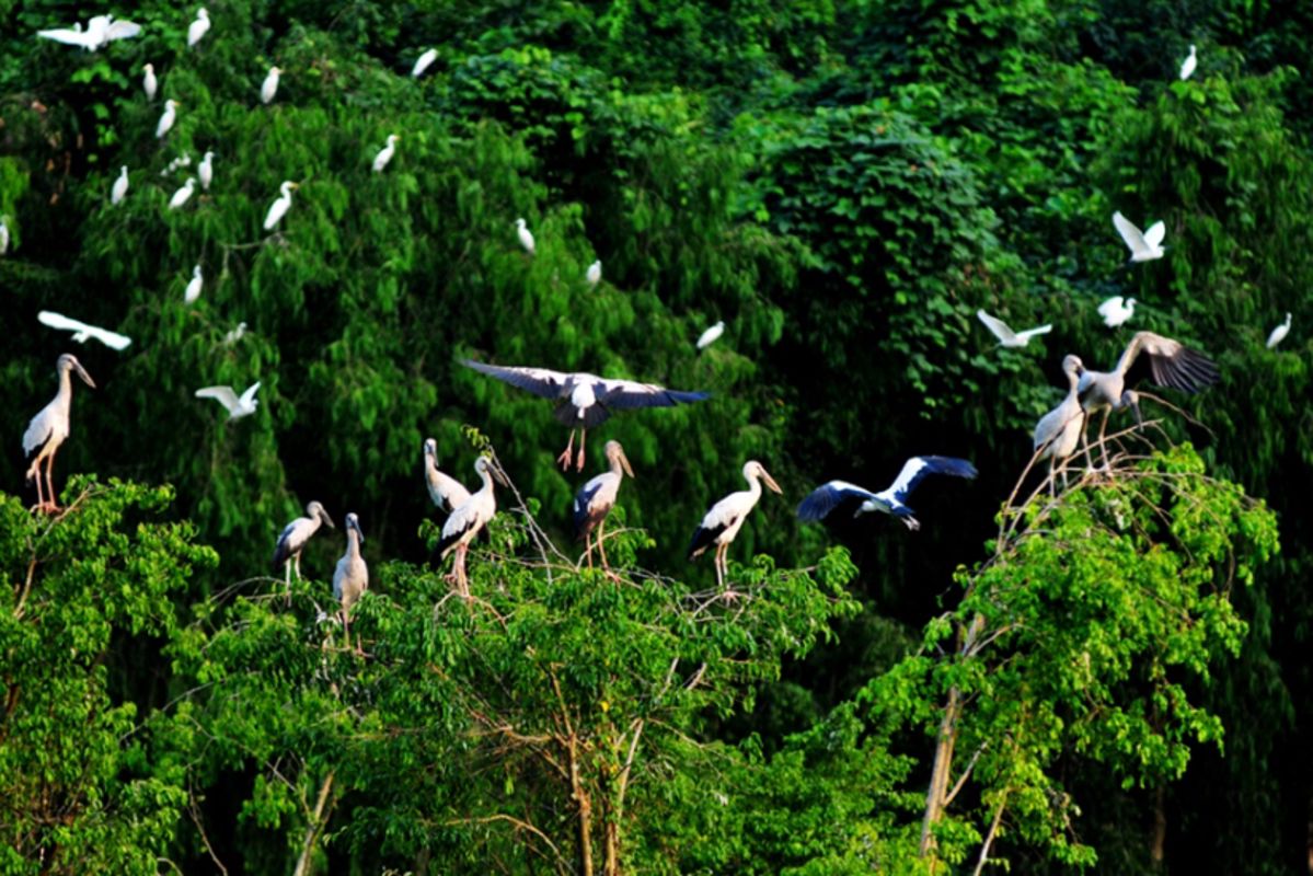 Thung Nham Bird Park