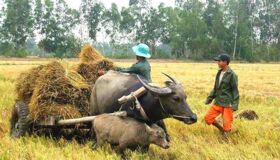 Dive into the vibrant essence of Hau Giang Travel