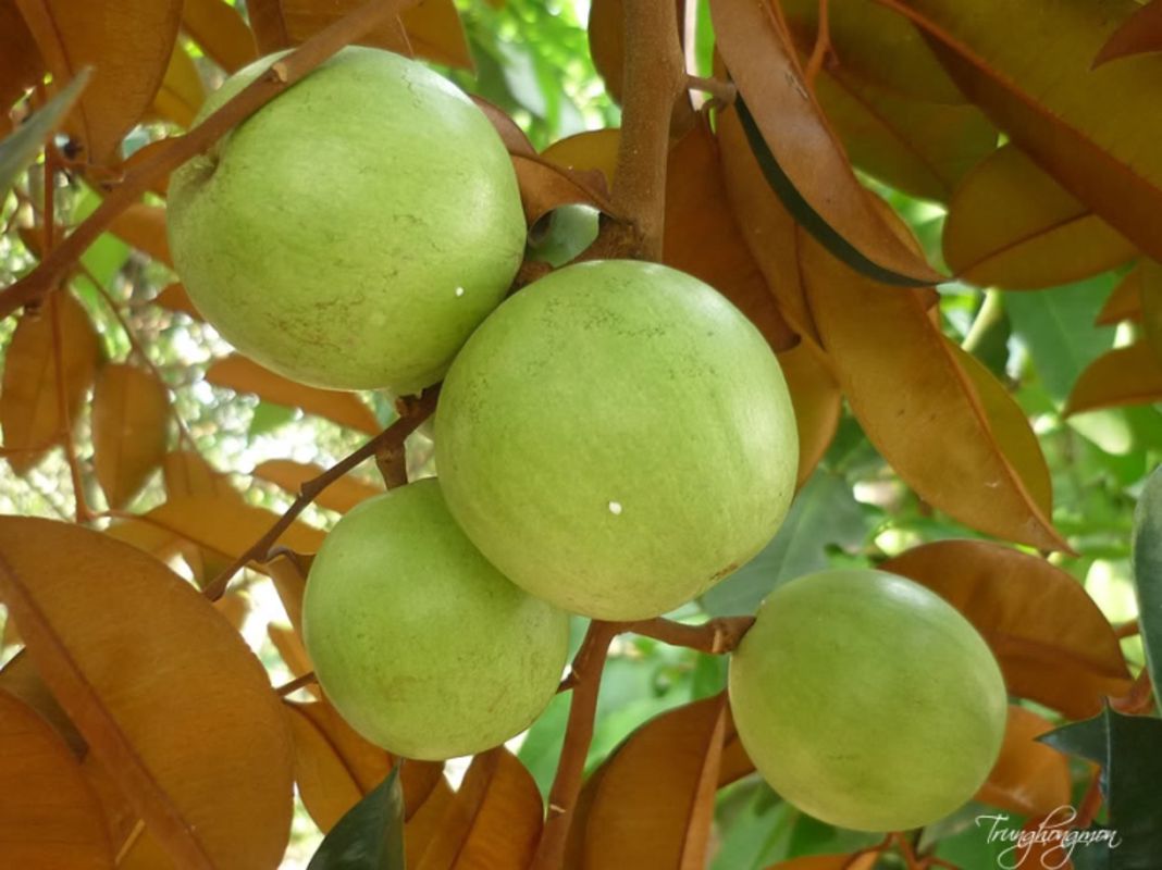 Capture the creamy sweetness of Tien Giang’s fruit gem