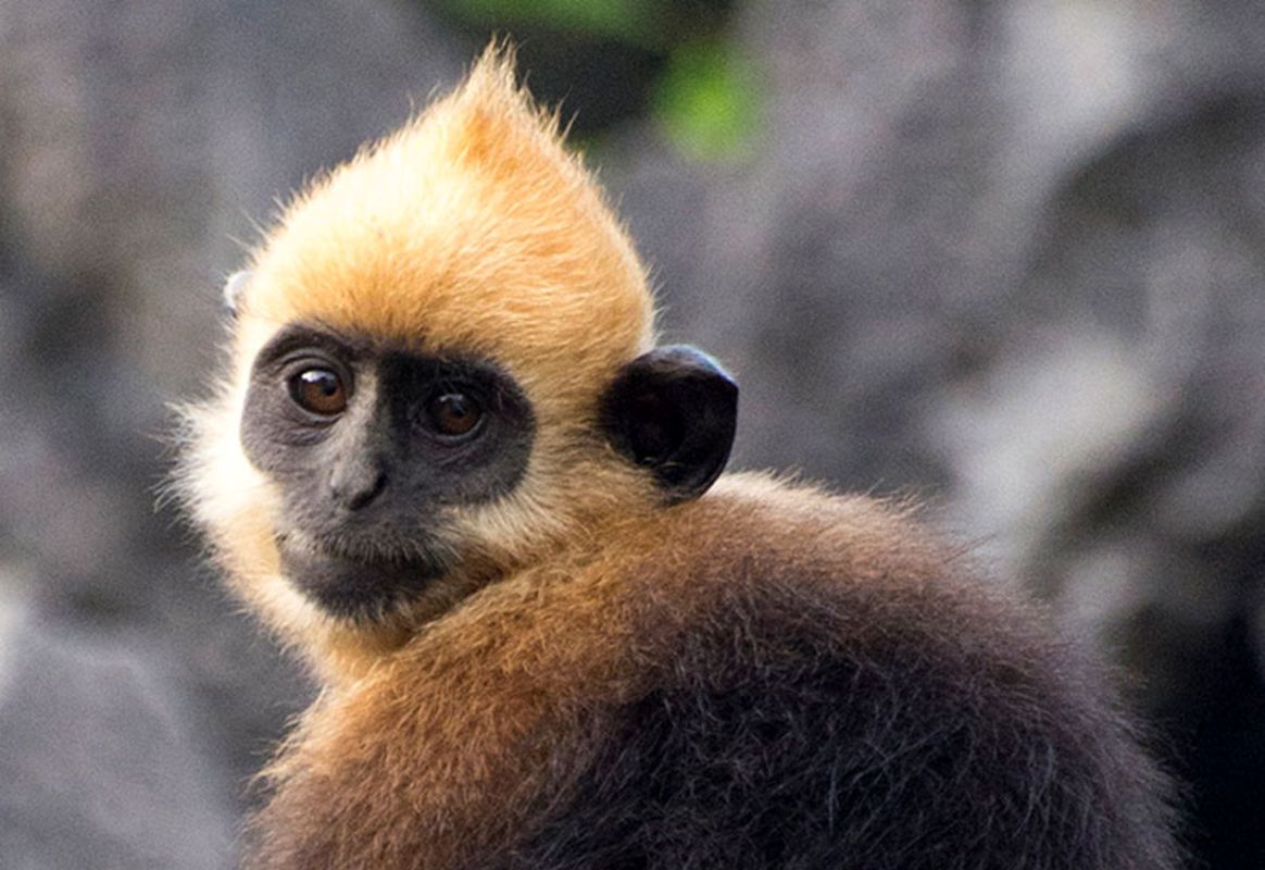Capture the unique biodiversity of Cat Ba’s conservation gem