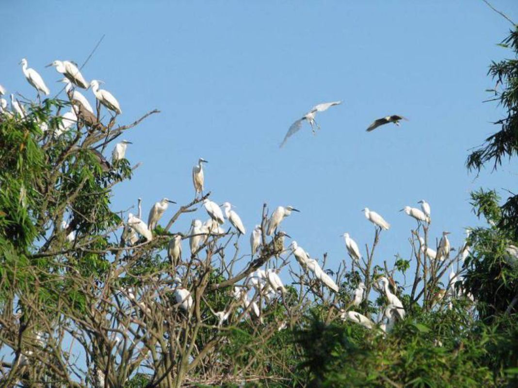 Dive into the serene biodiversity of Can Tho Travel