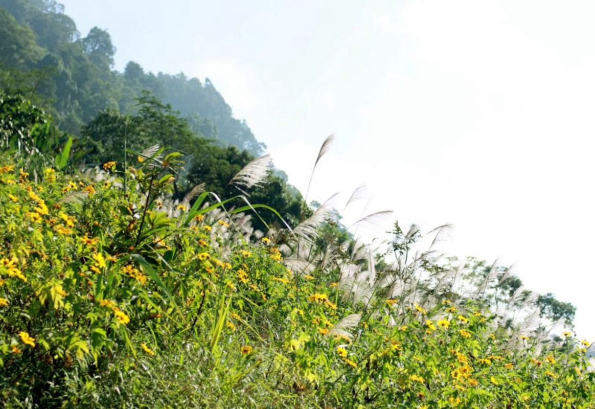 Wild Sunflowers