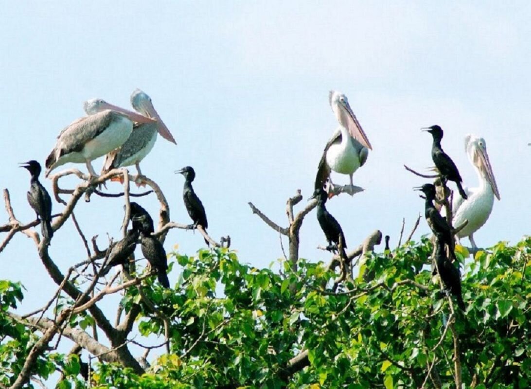 Experience Can Tho Tours with sustainable adventures