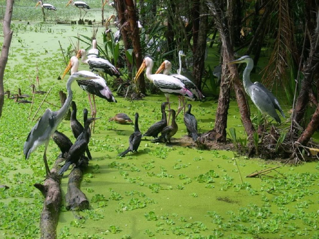 Dive into the natural charm of Bac Lieu Travel