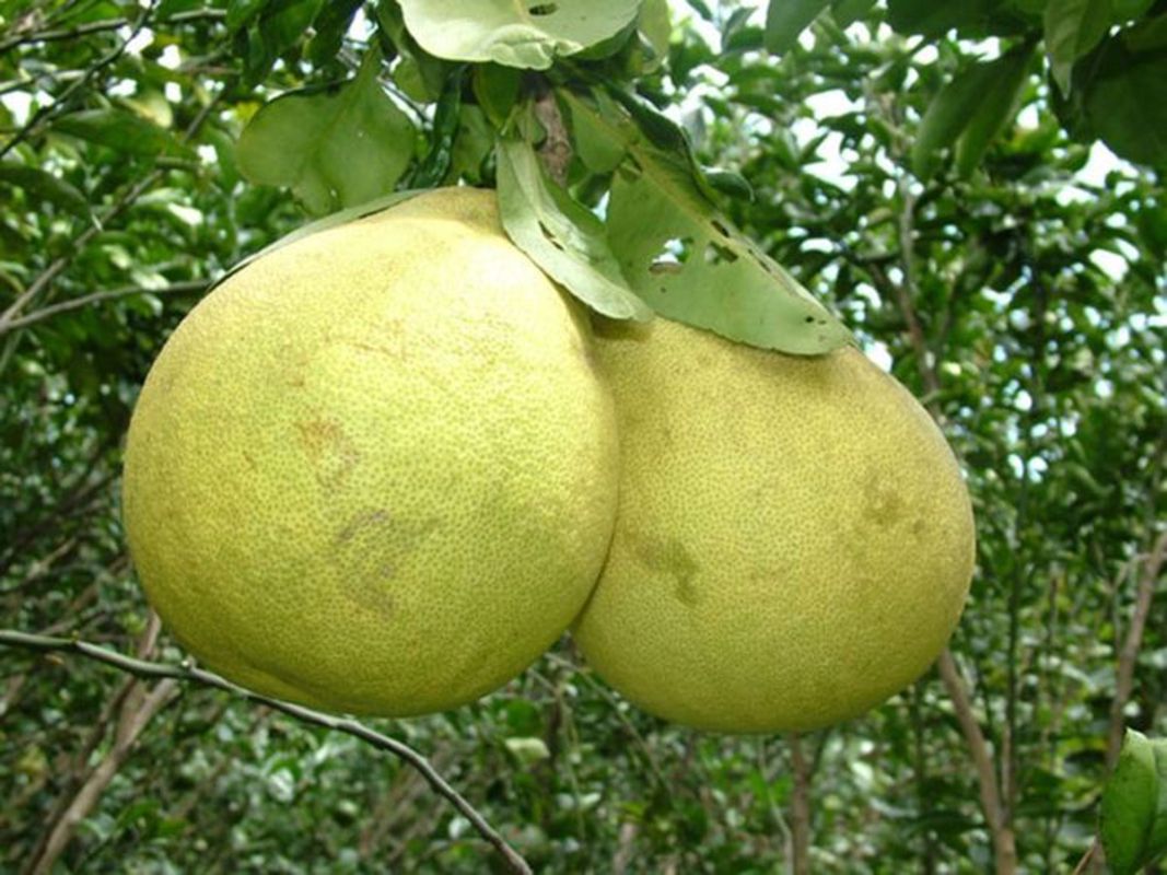 Capture the citrus essence of Vinh Long’s fruit paradise