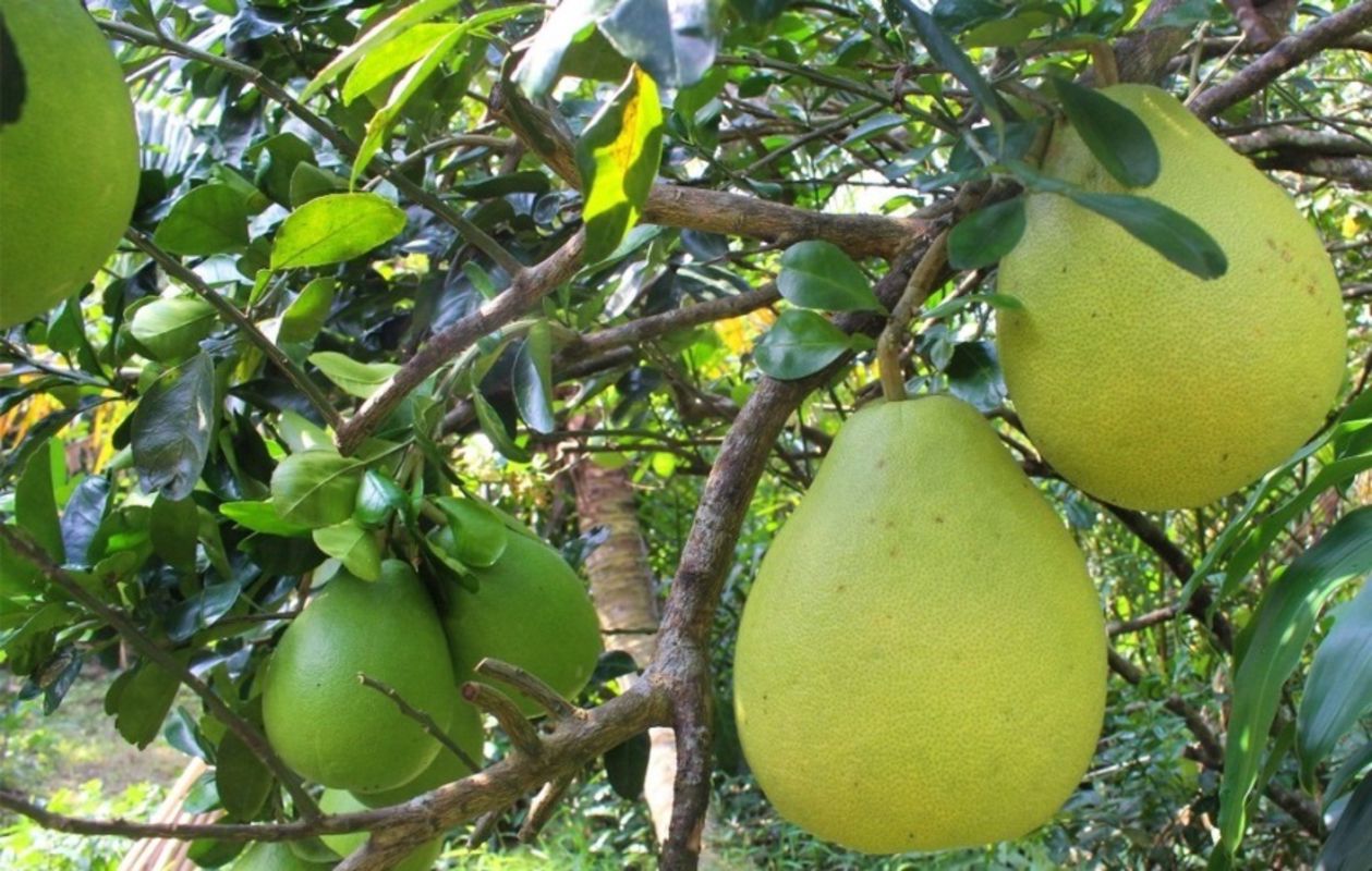 Capture the sweet-tangy essence of Hau Giang’s agricultural gem