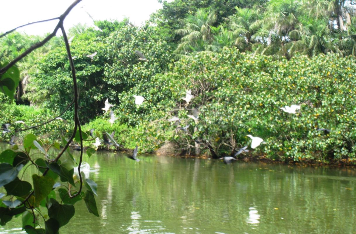 Capture the biodiversity beauty of Ca Mau’s eco-tourism gem