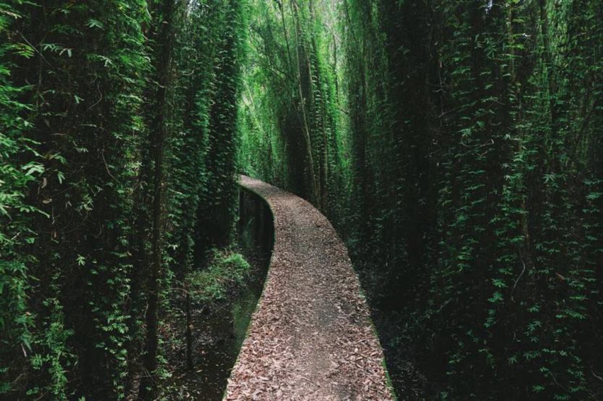 Capture the tranquil beauty of Long An’s eco-tourism haven
