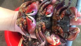 Dive into the flavorful charm of Ca Mau Travel