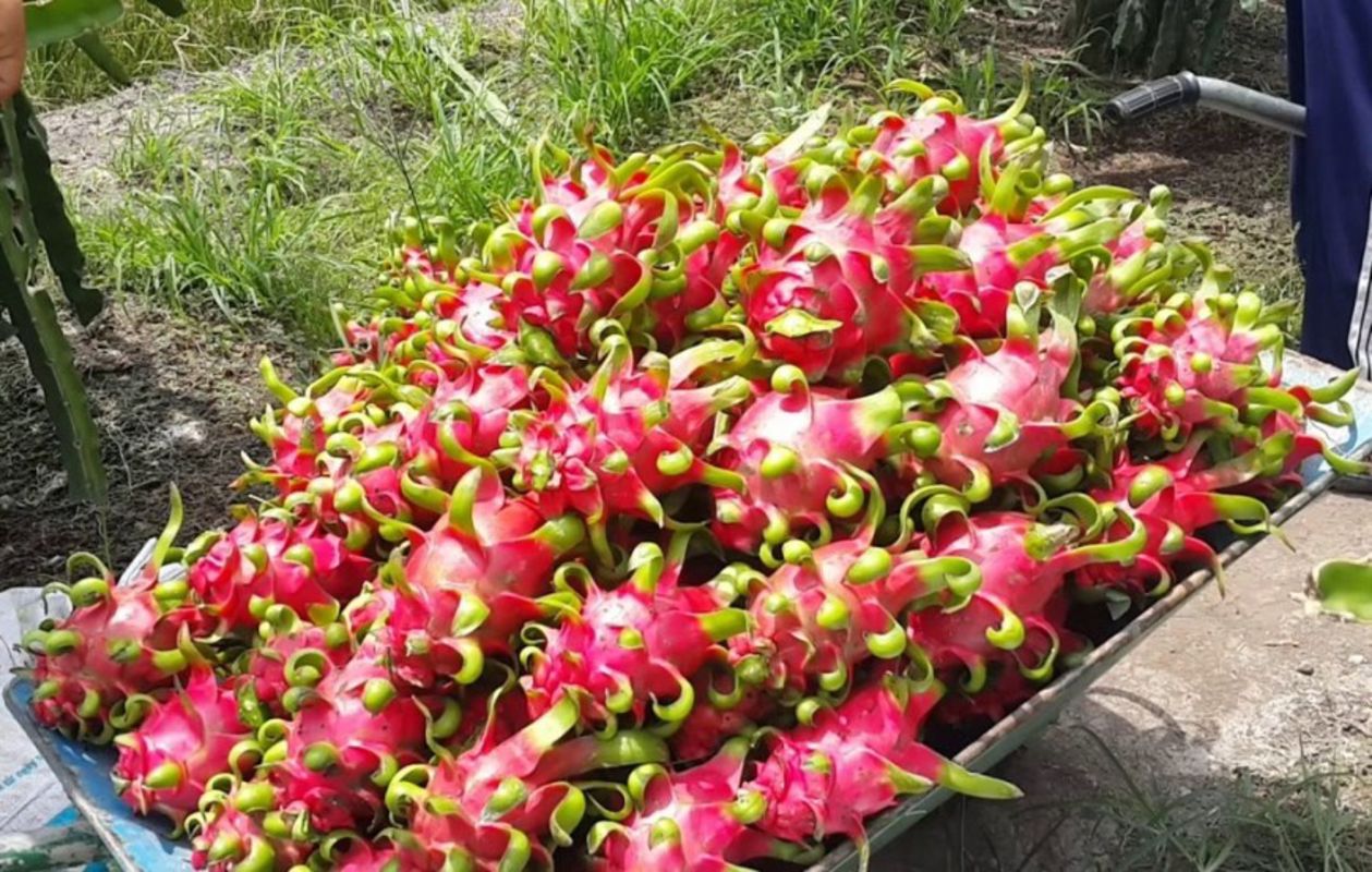 Capture the tropical beauty of Long An’s agricultural gem