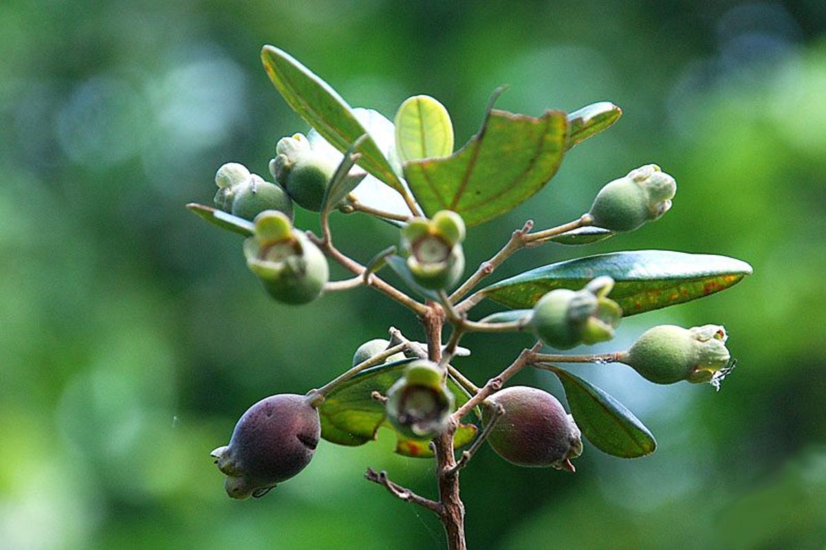 Capture the lush beauty of Phu Quoc’s eco-tourism gem