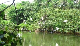 Dive into the serene charm of Ca Mau Travel