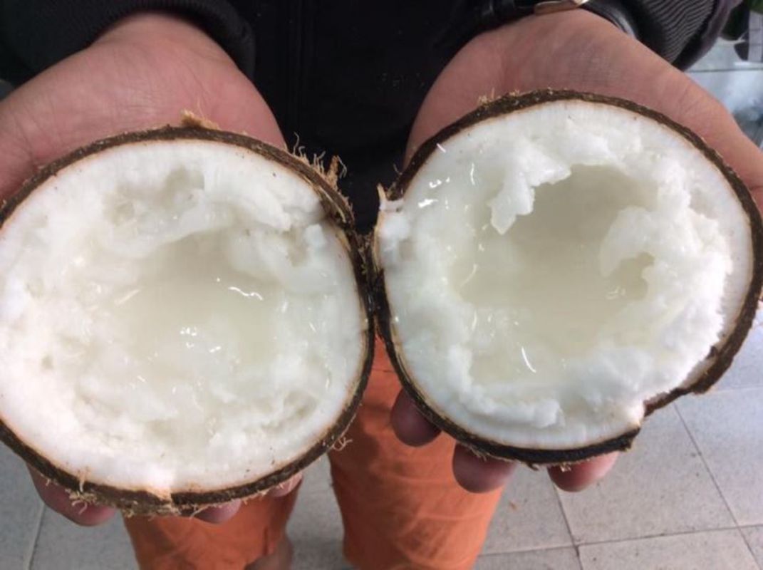 Makapuno Coconut - "Dừa Sáp"