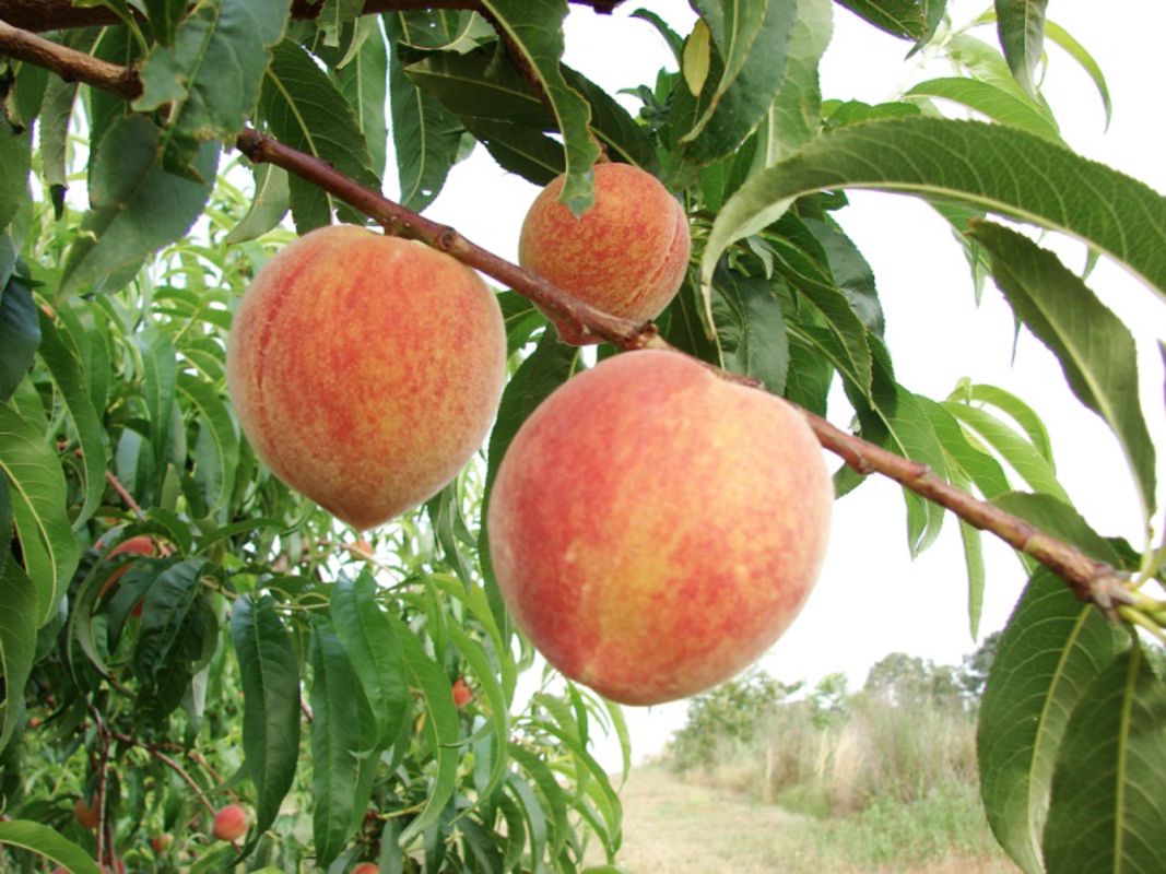 Capture the sweet essence of Da Lat’s agricultural gem