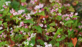 Capture the floral beauty of Tuyen Quang’s highland gem