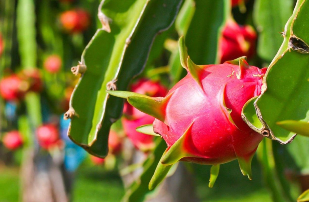 Chau Thanh Dragon Fruit - "Thanh Long Châu Thành"